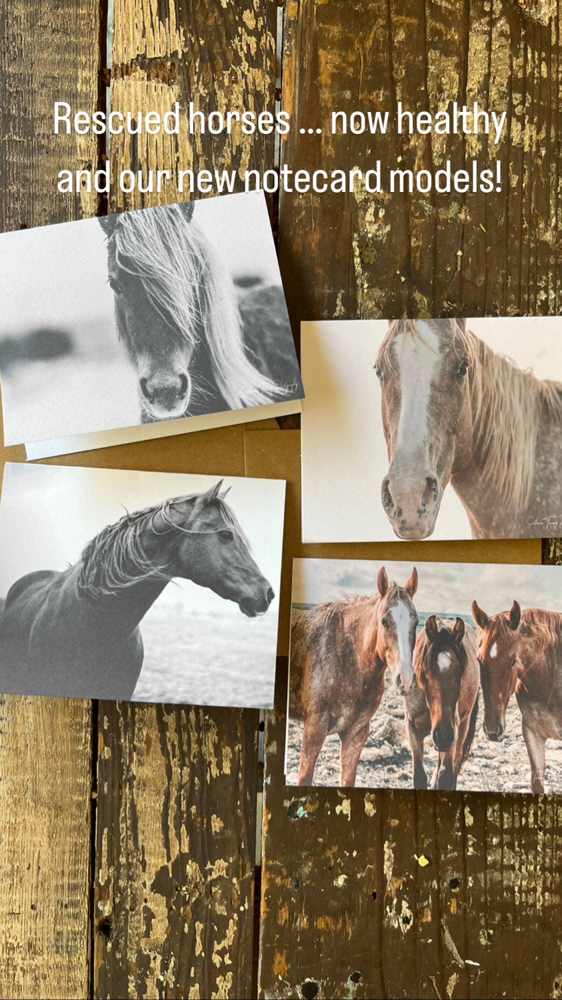 Horse notecards, Equestrian blank card set, stationery set
