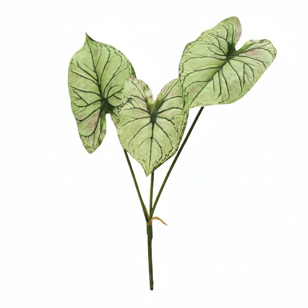 Caladium Light Green