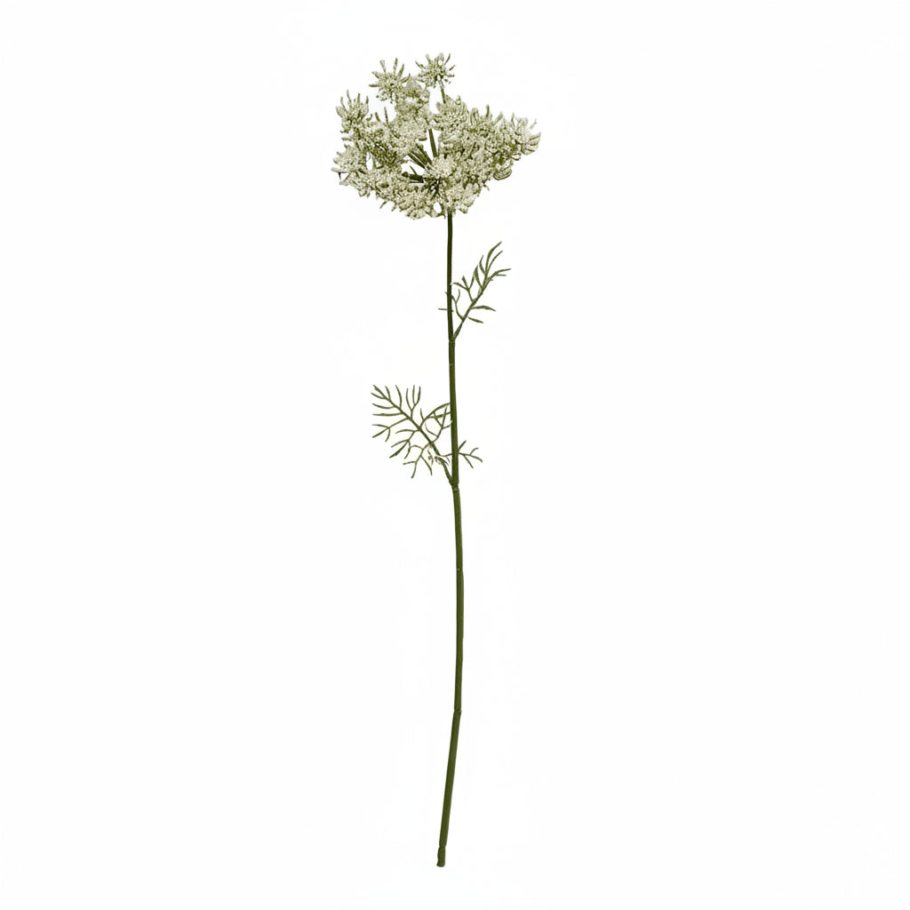 Estate Garden Queen Anne"s Lace White