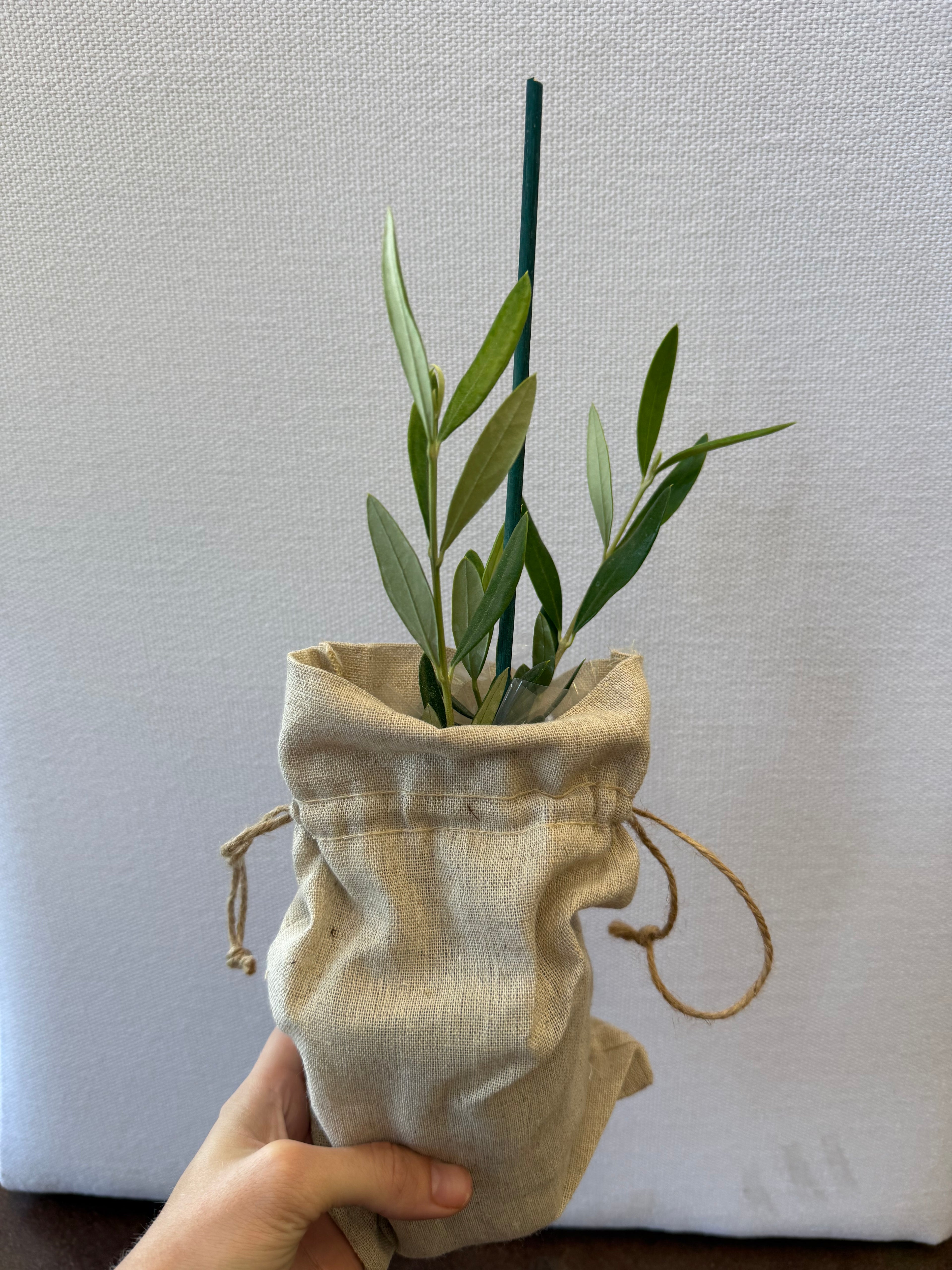 8" Olive Tree Mini in Burlap Bag -OTN014