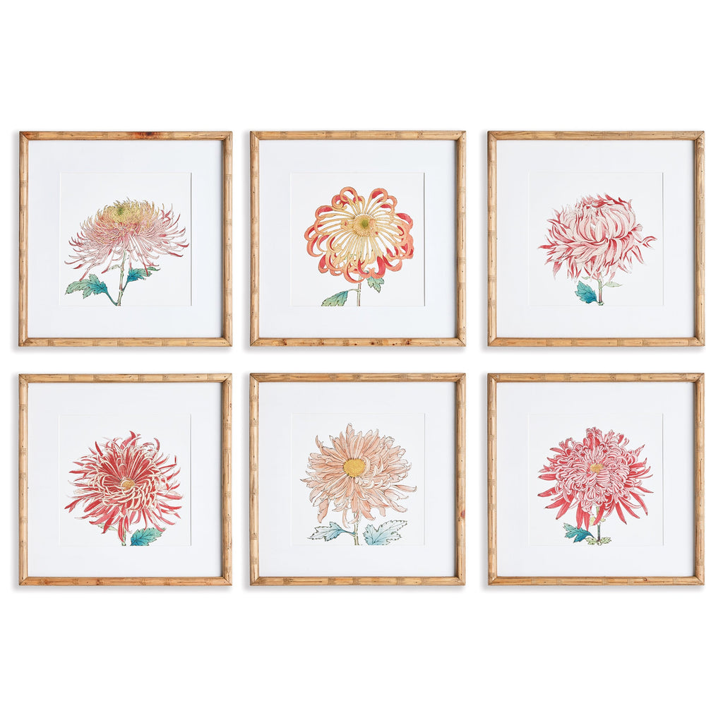 Colorful Chrysanthemum Prints, Set of 6