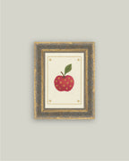 Apple of Stars: 5X7