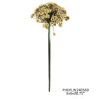 Ivory Daucus
